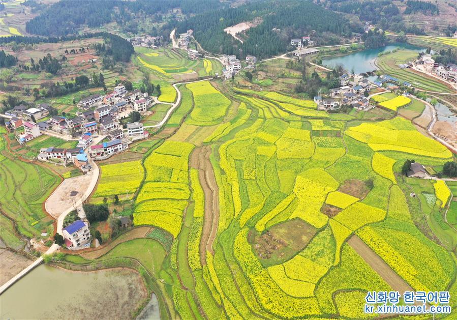 #（春季美丽生态）（8）油菜花开春色美