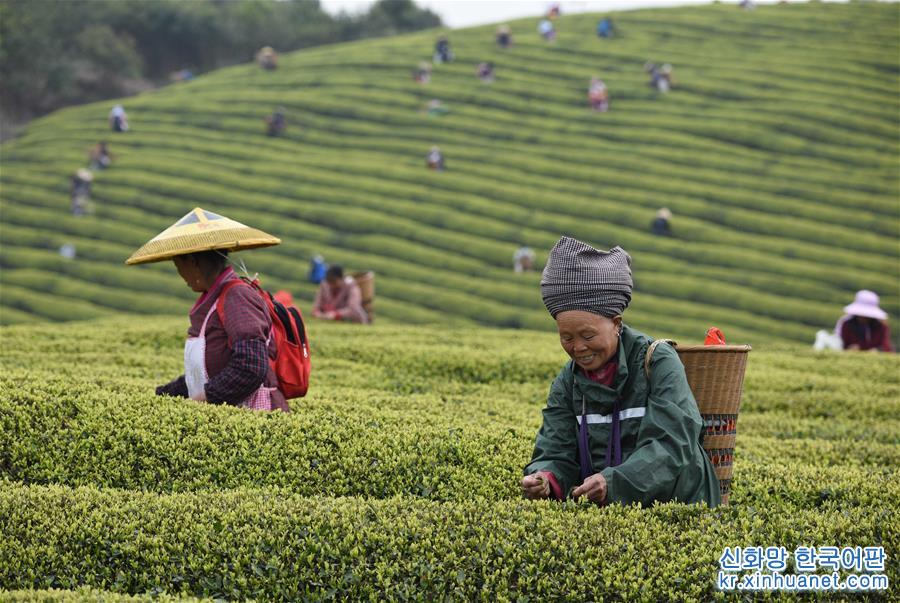 #（經濟）（5）明前茶飄香 茶農採茶忙