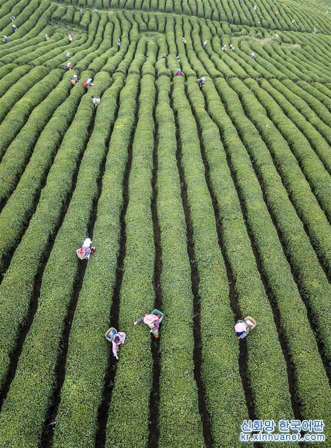 #（經濟）（9）明前茶飄香 茶農採茶忙