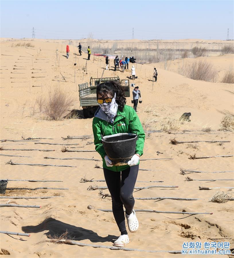（环境）（3）中韩青年在内蒙古库布其沙漠植绿