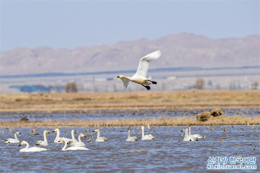 （环境）（1）黄河浅滩迎天鹅