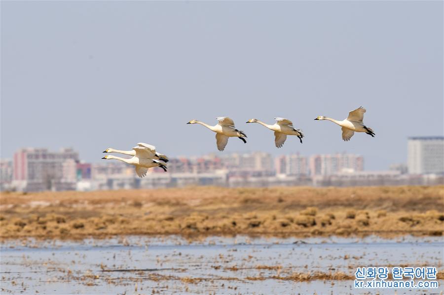 （环境）（2）黄河浅滩迎天鹅
