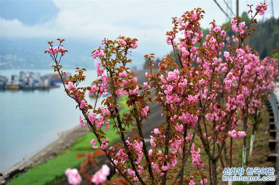 #（新华视界）（1）湖北宜昌：“樱花长廊”美景如画