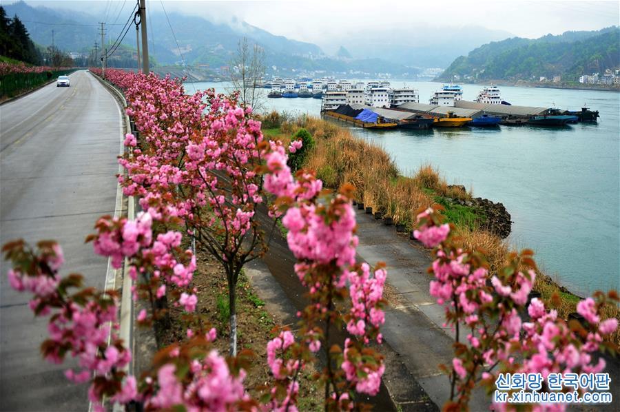 #（新华视界）（4）湖北宜昌：“樱花长廊”美景如画