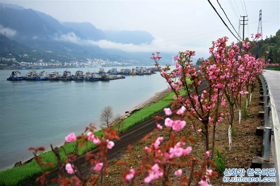 #（新华视界）（5）湖北宜昌：“樱花长廊”美景如画