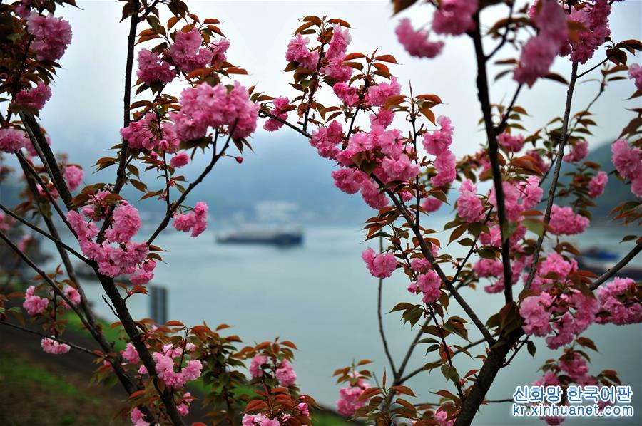 #（新华视界）（7）湖北宜昌：“樱花长廊”美景如画