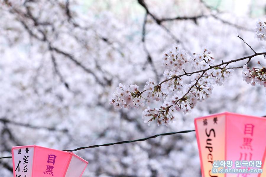 （国际）（7）东京目黑川两岸樱花盛开