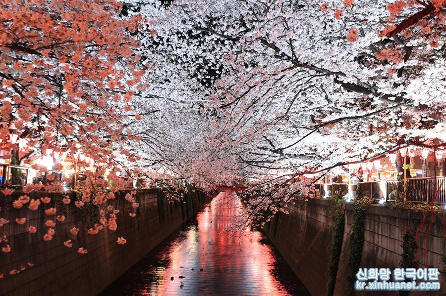 （国际）（5）东京目黑川两岸樱花盛开