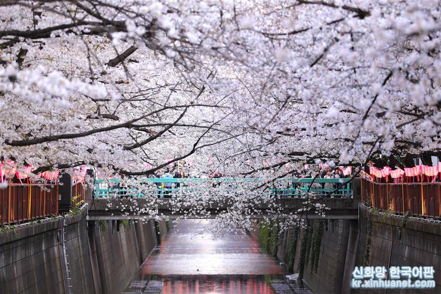 （国际）（3）东京目黑川两岸樱花盛开