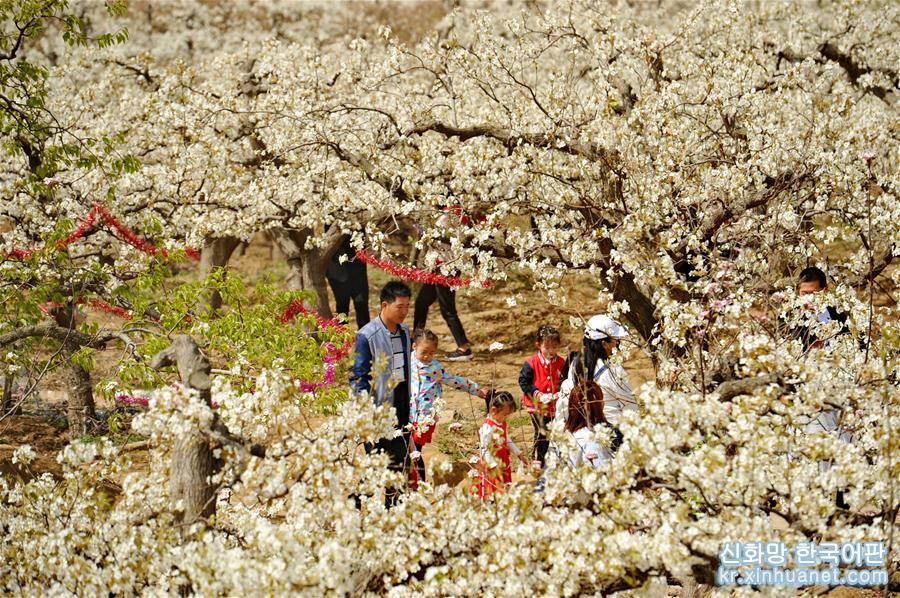（春季美丽生态）（4）梨花竞放满园春