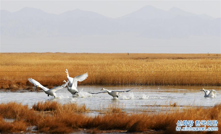 （美丽中国）（5）甘肃阿克塞：湿地冰融 候鸟北归
