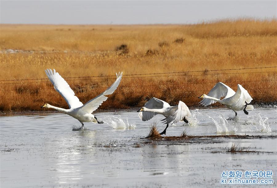 （美丽中国）（8）甘肃阿克塞：湿地冰融 候鸟北归