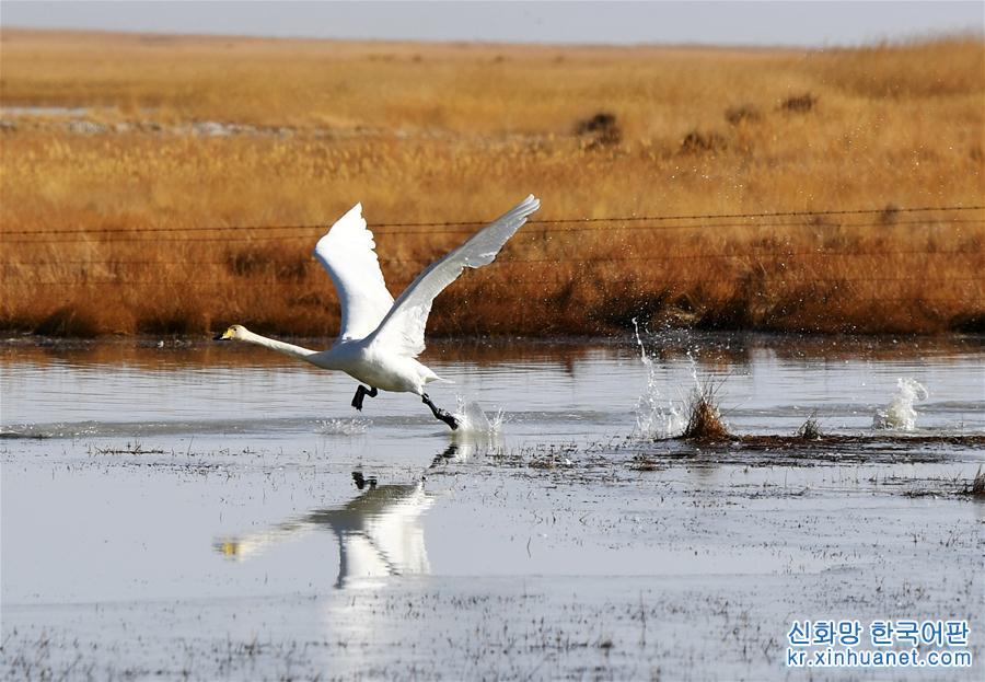 （美丽中国）（4）甘肃阿克塞：湿地冰融 候鸟北归