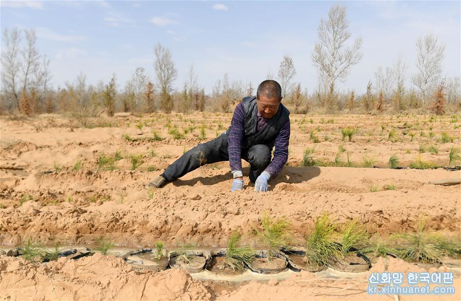（环境）（1）陕西榆林：春日沙漠植树忙