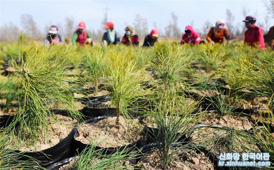 （环境）（3）陕西榆林：春日沙漠植树忙