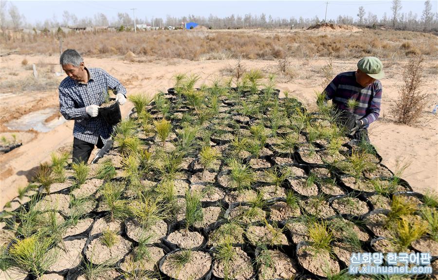 （环境）（4）陕西榆林：春日沙漠植树忙