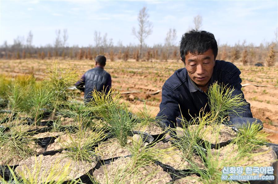（环境）（6）陕西榆林：春日沙漠植树忙