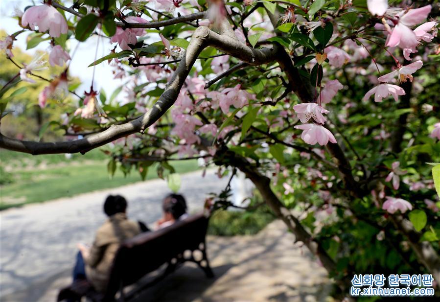 （环境）（1）上海：春光明媚 海棠花开