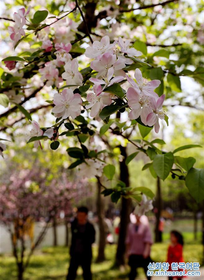 （环境）（2）上海：春光明媚 海棠花开
