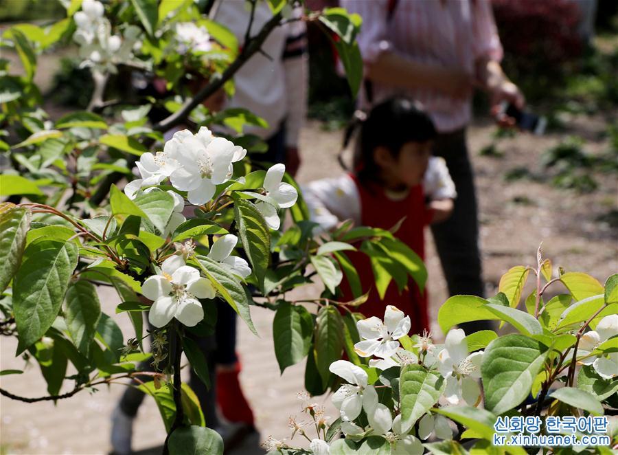 （环境）（4）上海：春光明媚 海棠花开