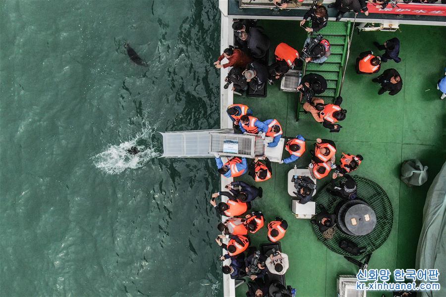 （社会）（1）大连：24只斑海豹被放归大海