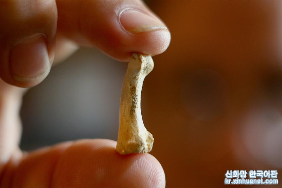 （国际·图文互动）（5）国际科研团队在菲律宾发现新的古人类物种