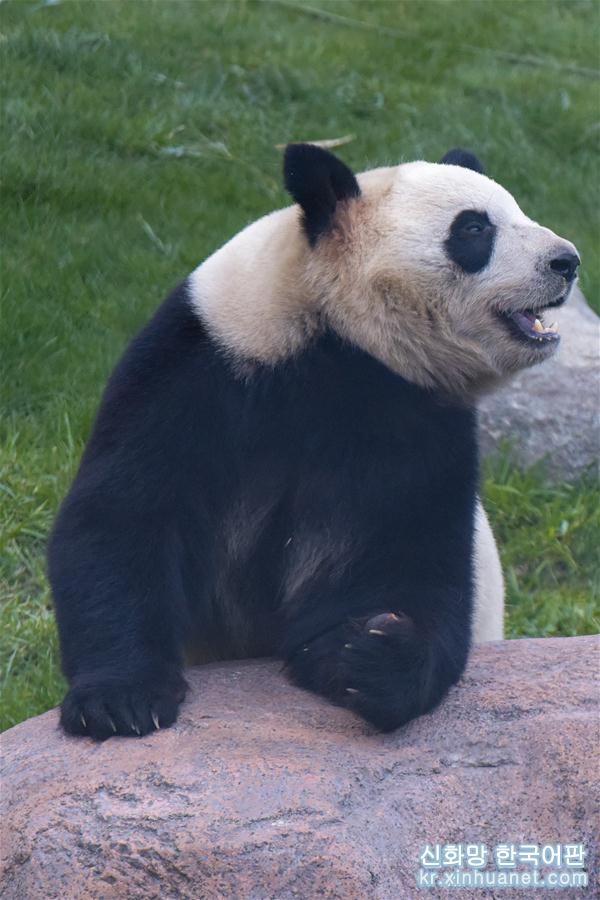（国际）（3）丹麦女王为哥本哈根动物园熊猫馆揭幕