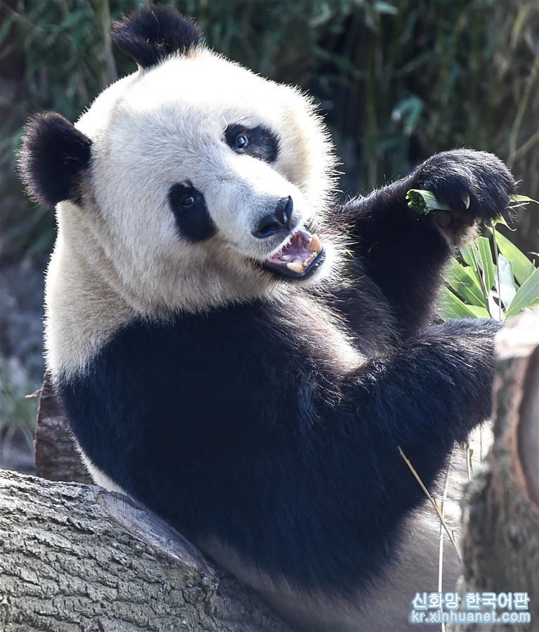 （国际）（5）丹麦女王为哥本哈根动物园熊猫馆揭幕