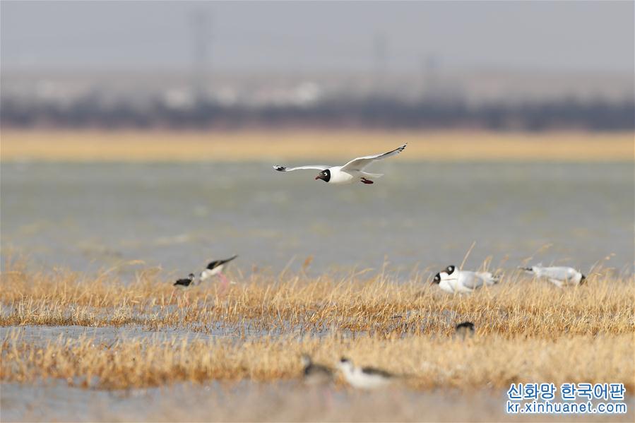 （环境）（1）大批遗鸥重返鄂尔多斯湿地