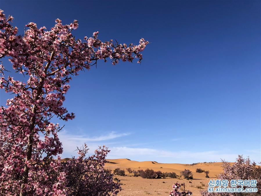 （环境）（1）沙漠之花——蒙古扁桃迎来盛花期