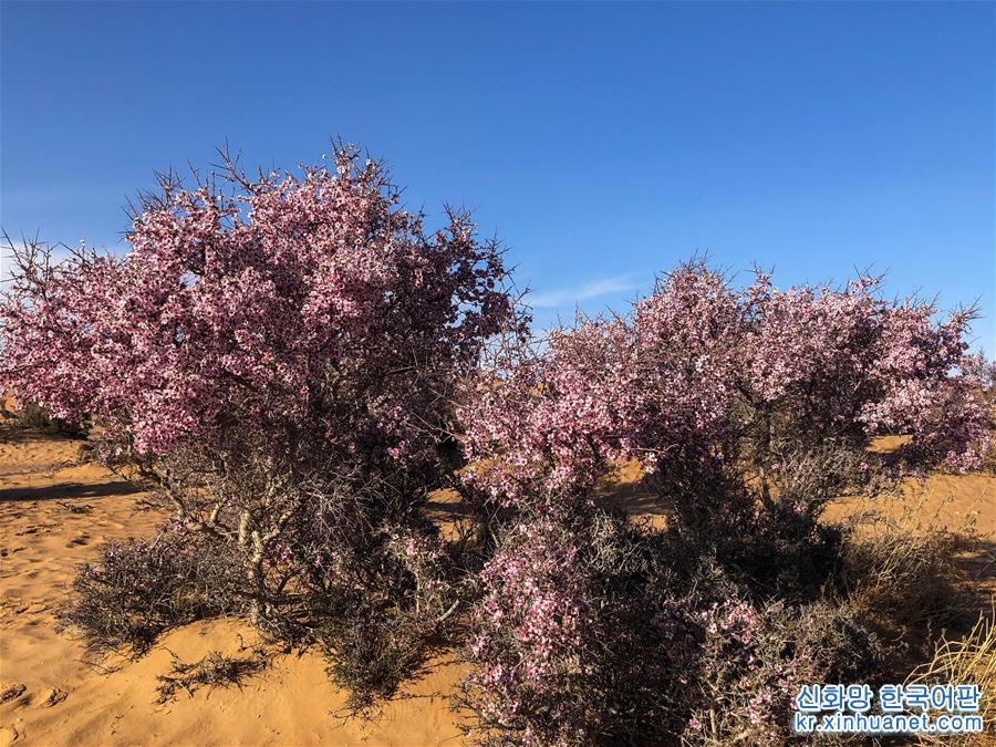 （环境）（2）沙漠之花——蒙古扁桃迎来盛花期