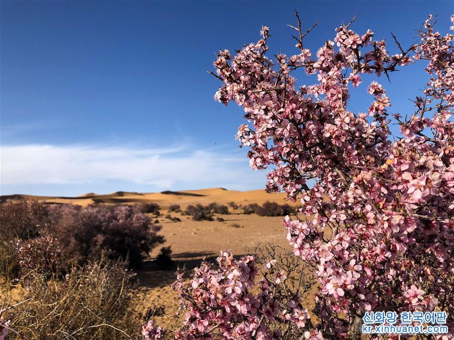 （环境）（5）沙漠之花——蒙古扁桃迎来盛花期