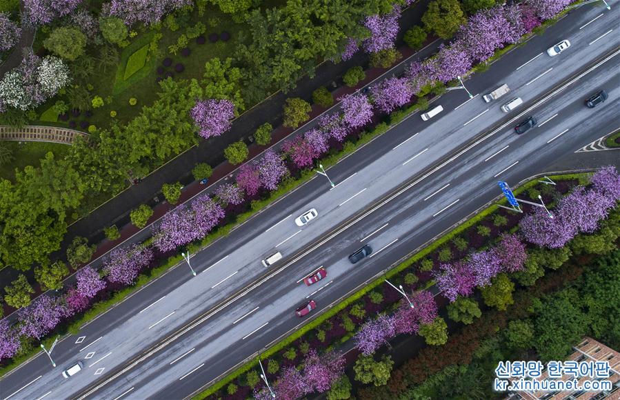 （春季美麗生態）（1）廣西柳州：雨後洋紫荊別樣美