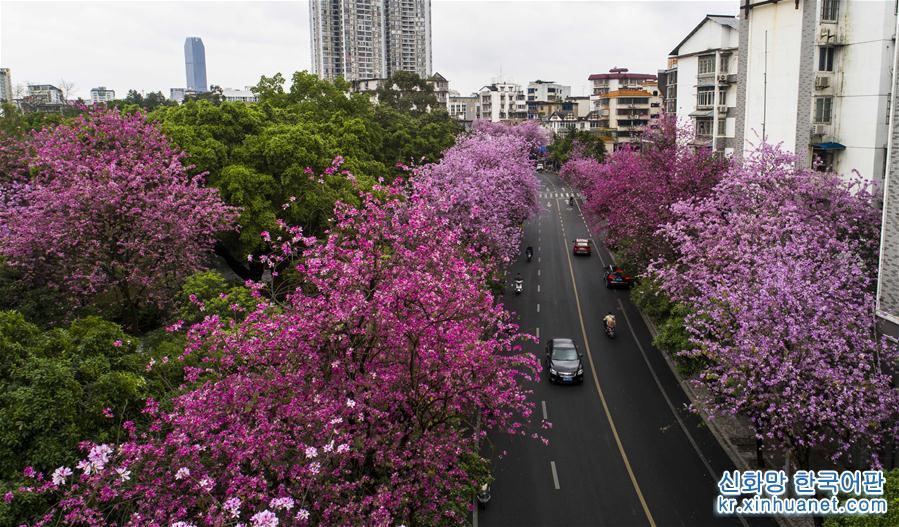 （春季美麗生態）（5）廣西柳州：雨後洋紫荊別樣美