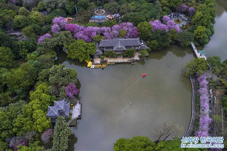 （春季美麗生態）（2）廣西柳州：雨後洋紫荊別樣美