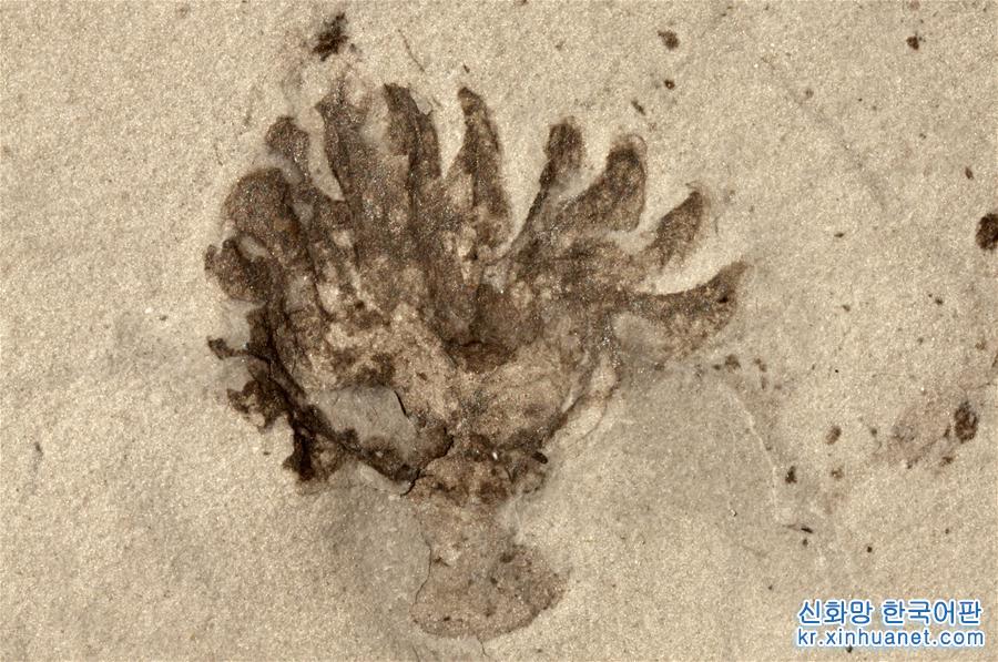 （新華全媒頭條·圖文互動）（9）探尋5億年前“生命大爆炸”之奧秘——中國科學家發現寒武紀“化石寶庫”清江生物群紀實