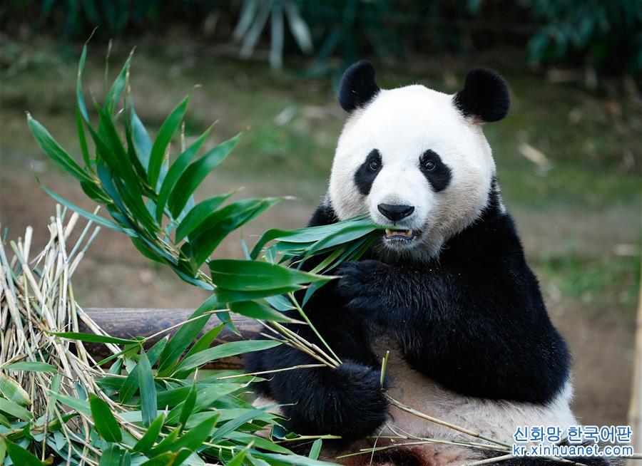 （国际）（3）旅韩大熊猫“爱宝”“乐宝”来韩三周年