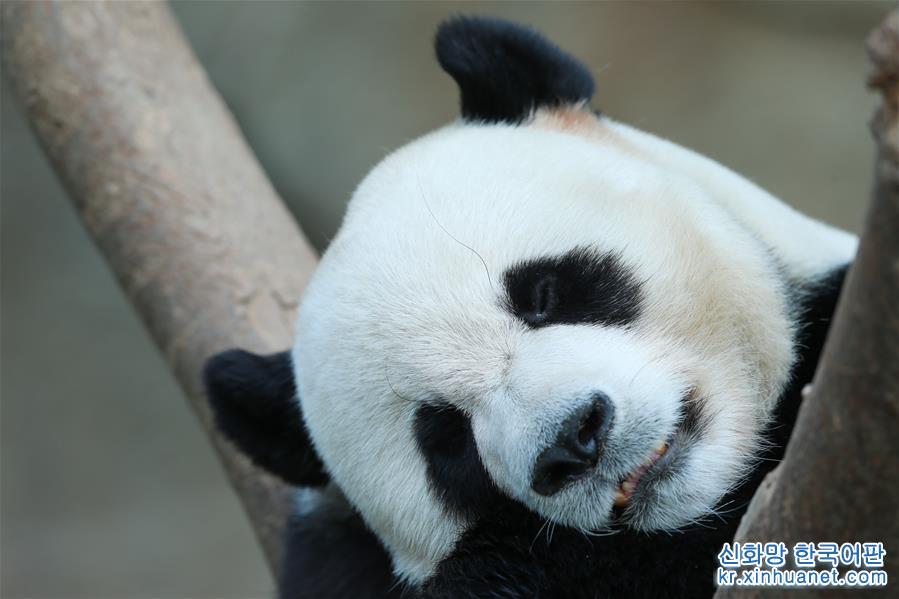 （国际）（5）旅韩大熊猫“爱宝”“乐宝”来韩三周年