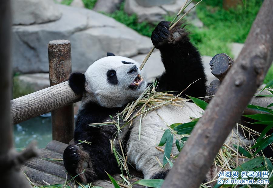 （国际）（6）旅韩大熊猫“爱宝”“乐宝”来韩三周年