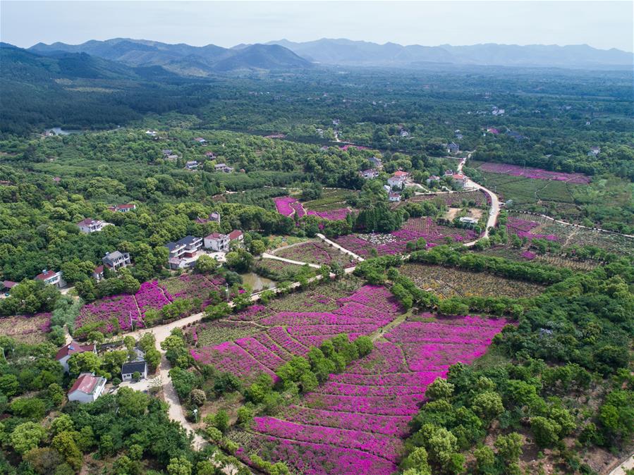 （春季美丽生态）（5）美丽乡村打造“花果园” 农旅结合助农增收