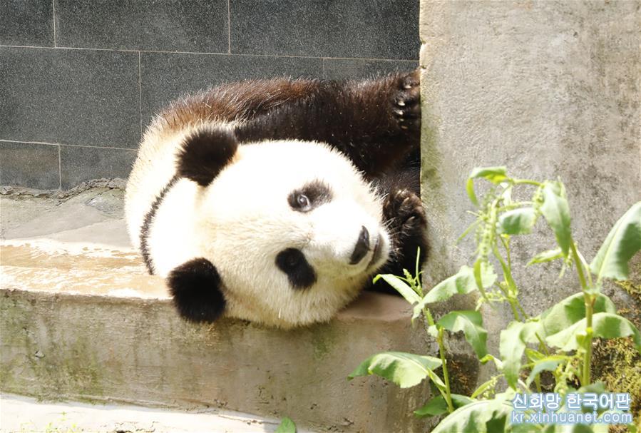（社会）（6）大熊猫“如意”“丁丁”即将启程赴俄罗斯