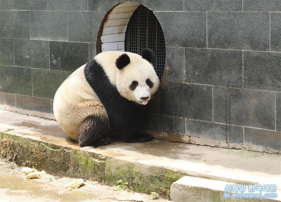 （社会）（7）大熊猫“如意”“丁丁”即将启程赴俄罗斯