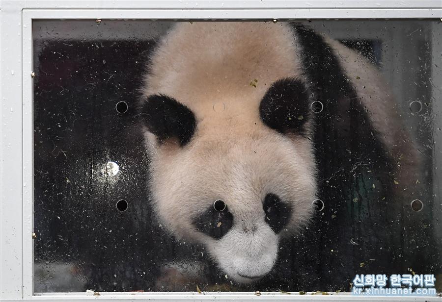 （社会）（1）大熊猫“如意”“丁丁”启程前往俄罗斯