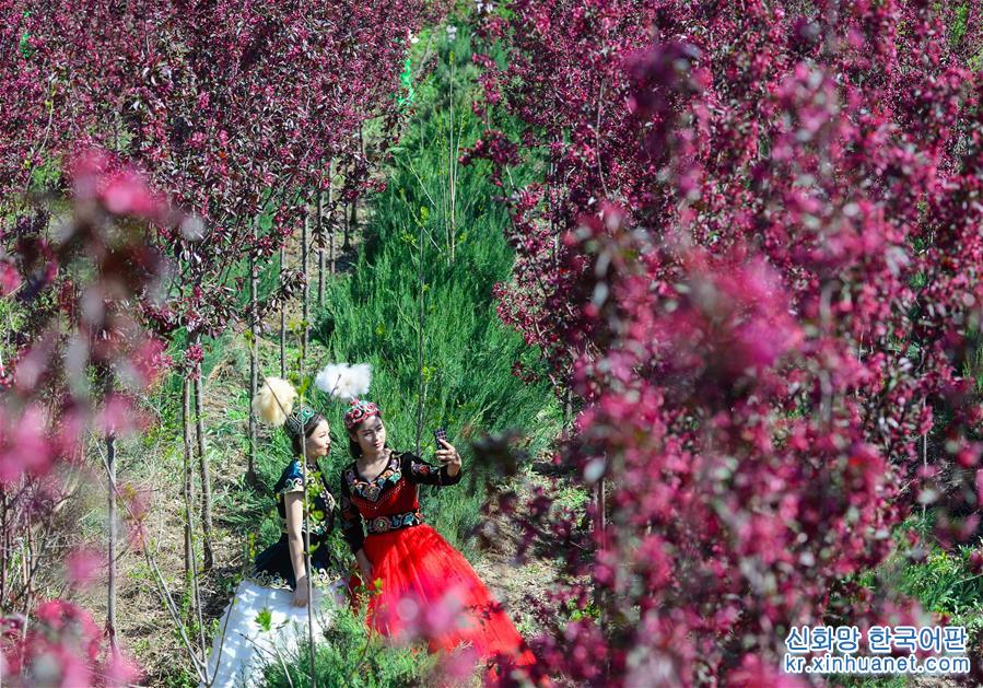 （春季美丽生态）（2）新疆：海棠花开春意浓