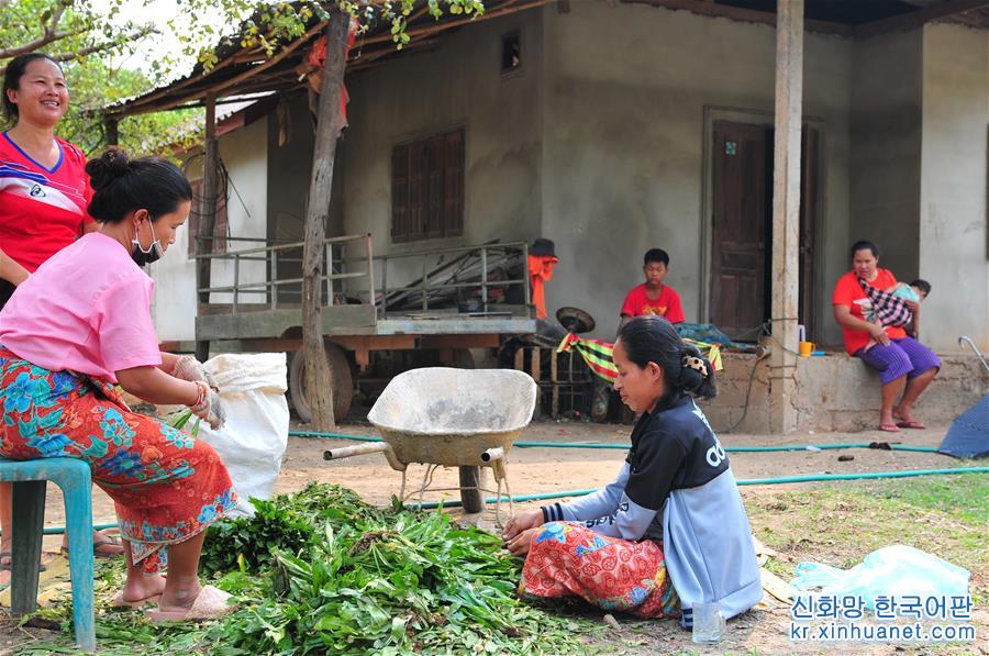 （国际·“一带一路”高峰论坛·图文互动）（2）蔬菜基地诞生记——中国技术让老挝首都郊区农户受益匪浅