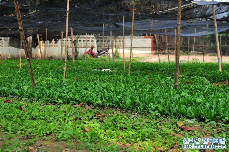 （国际·“一带一路”高峰论坛·图文互动）（3）蔬菜基地诞生记——中国技术让老挝首都郊区农户受益匪浅