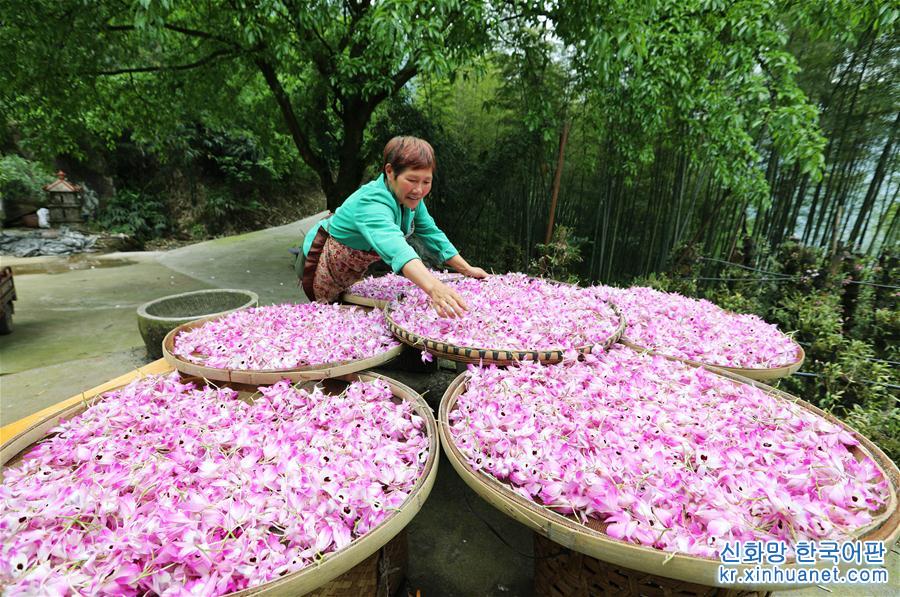 #（经济）（2）贵州赤水：石斛花开出“美丽经济”