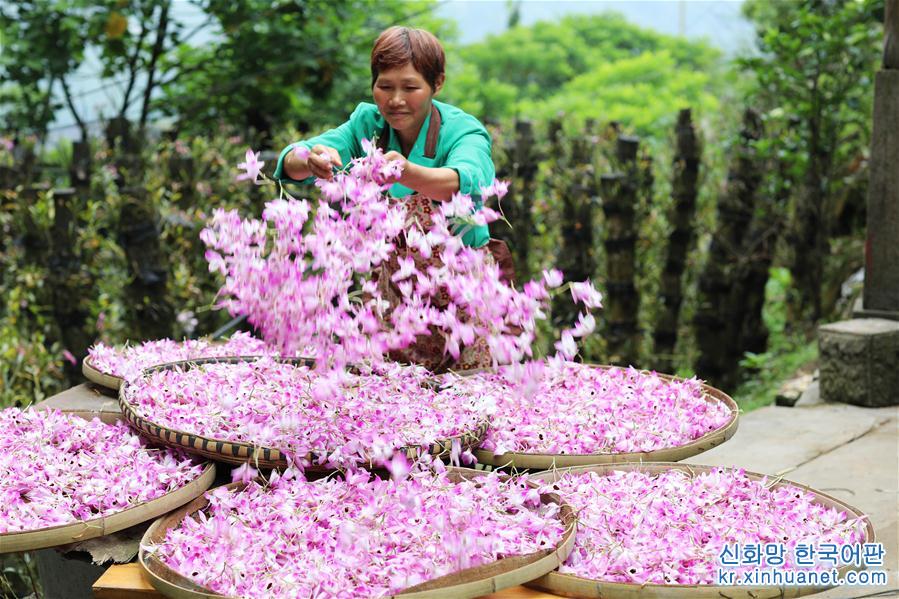 #（经济）（4）贵州赤水：石斛花开出“美丽经济”