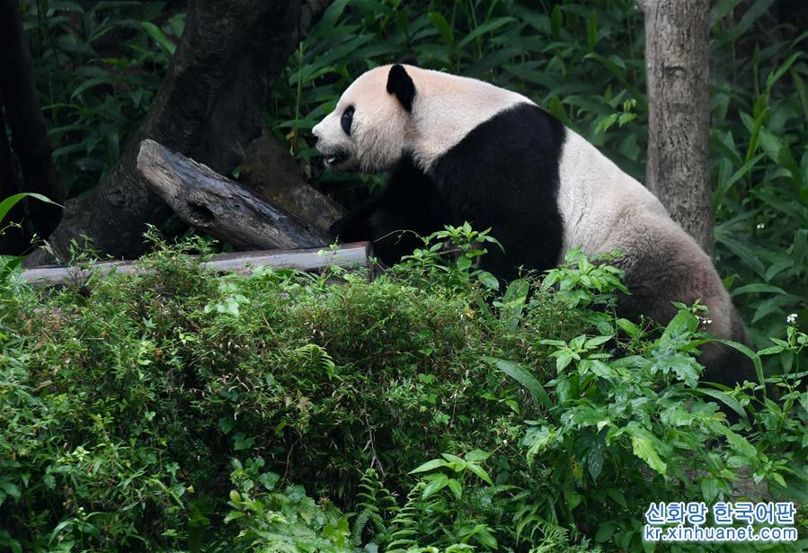 （社会）（1）赠台大熊猫十年迎客两千余万