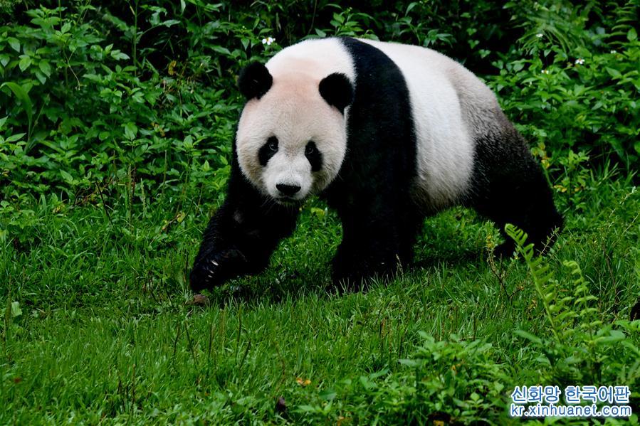 （社会）（2）赠台大熊猫十年迎客两千余万